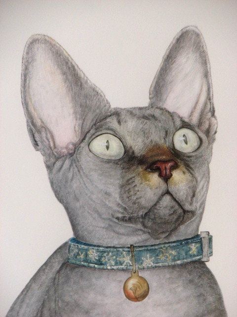 pintura de gato esfinje