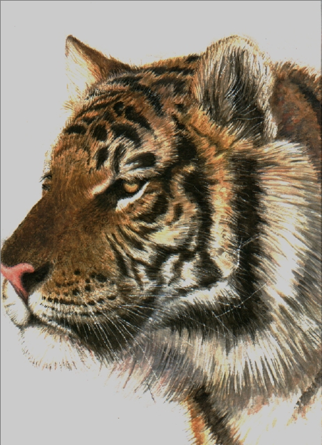 pintura de tigre